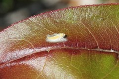 Entomophthoraceae