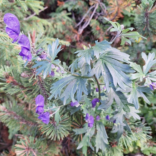 Aconitum firmum, photograph 6