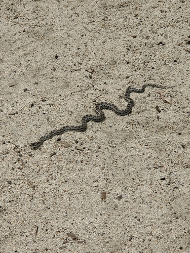 iNaturalist observation photo of Gopher Snake