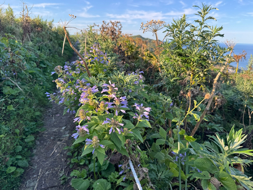 Nepeta subsessilis observed 2025-08-18