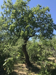 Nahuatlea arborescens