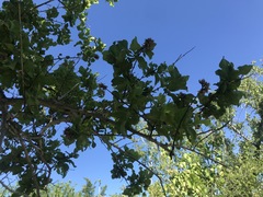 Nahuatlea arborescens