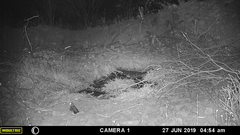 Chordeiles acutipennis