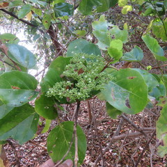 Premna serratifolia