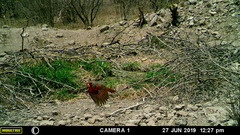 Cardinalis