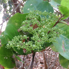 Premna serratifolia