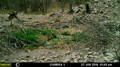 Melanerpes uropygialis