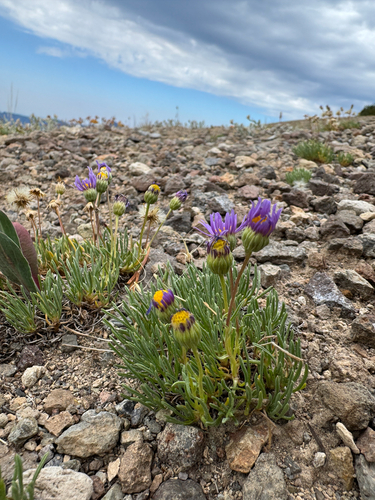 Erigeron elegantulus, photograph 1
