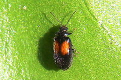 Herthania concinna