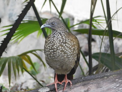 Speckled Chachalaca photo 5
