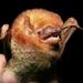 Western Red Bat - Photo (c) Geoffrey Gomes, some rights reserved (CC BY-NC), uploaded by Geoffrey Gomes