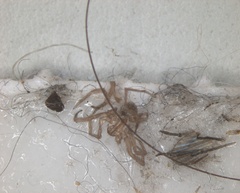Arthropoda
