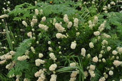 Ceanothus thyrsiflorus thyrsiflorus