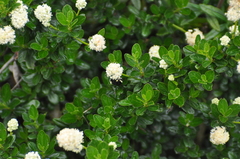Ceanothus thyrsiflorus thyrsiflorus