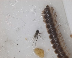 Insecta