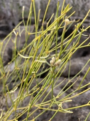 Alternanthera filifolia