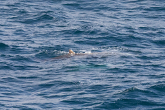Ziphius cavirostris