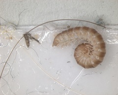 Arthropoda