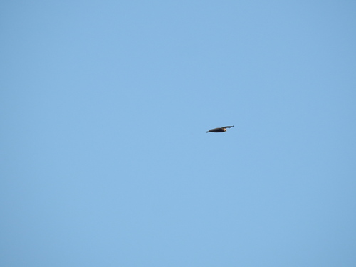 Western Marsh Harrier