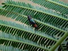 Carphurus cyanopterus