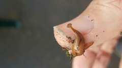 Bipalium adventitium