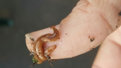 Bipalium adventitium