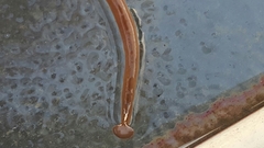 Bipalium adventitium