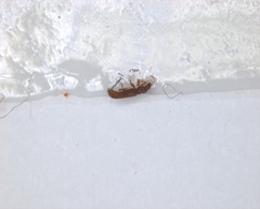 Insecta