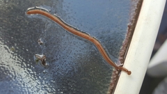 Bipalium adventitium