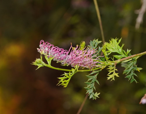 Grevillea acanthifolia · iNaturalist Mexico
