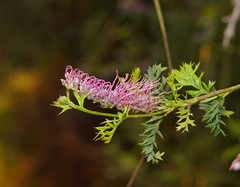 Grevillea acanthifolia