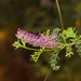 Acanthus-leaved Grevillea - Photo (c) Reiner Richter, some rights reserved (CC BY-NC-SA), uploaded by Reiner Richter
