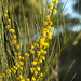 Acacia juncifolia - Photo (c) Gordon Claridge, alguns direitos reservados (CC BY-NC), uploaded by Gordon Claridge