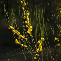 Acacia juncifolia