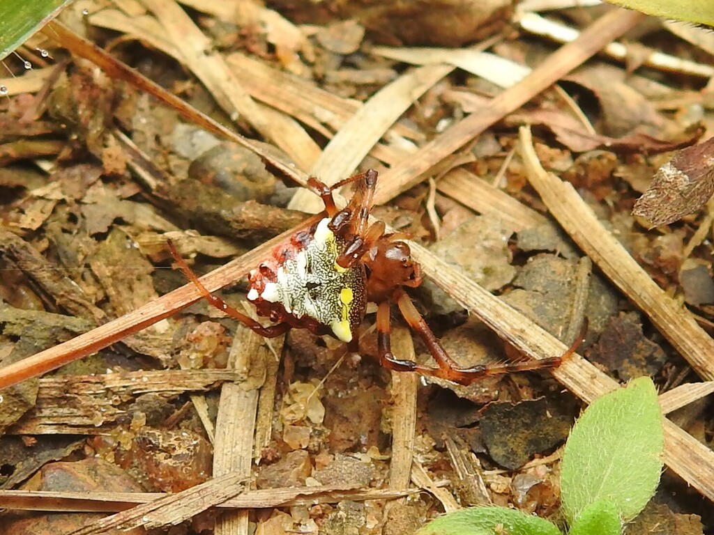 Verrucosa cuyuni