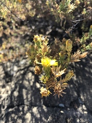 Deinandra minthornii