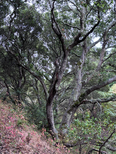 View observation of {o.common_name} on iNaturalist