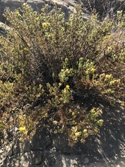 Deinandra minthornii