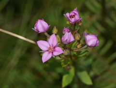 Boronia parviflora