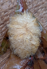 Callirhytis infuscata