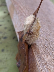 Callirhytis infuscata