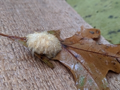 Callirhytis infuscata