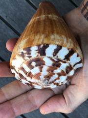 Conus vexillum