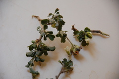 Psoralea argentea