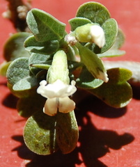 Psoralea argentea