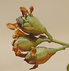 Psoralea argentea