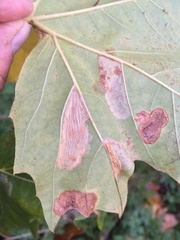 Phyllonorycter platani