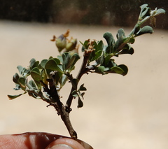 Psoralea argentea