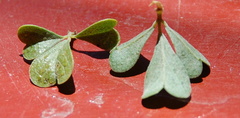 Psoralea argentea