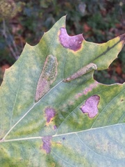 Phyllonorycter platani